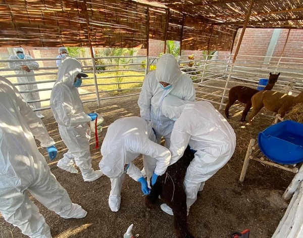 Universidad Peruana Cayetano Heredia y Farvet inician pruebas de potencial vacuna en alpacas